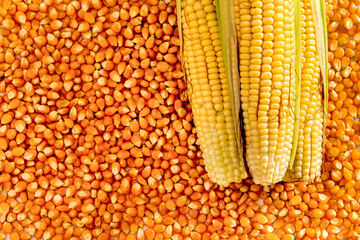 Background texture of corn kernels with some ears of corn.