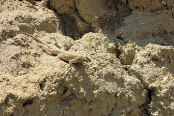 Lizard sitting in the sun in the mountains of Gobustan. Azerbaijan.
