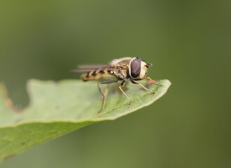 Episyrphus balteatus Fly or dipteran perched on green grass in an environment of filtered light and green tones