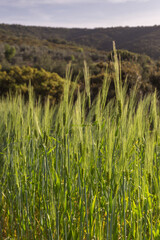 A field with ripening green wheat in the mountains.