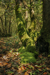 autumn in the forest