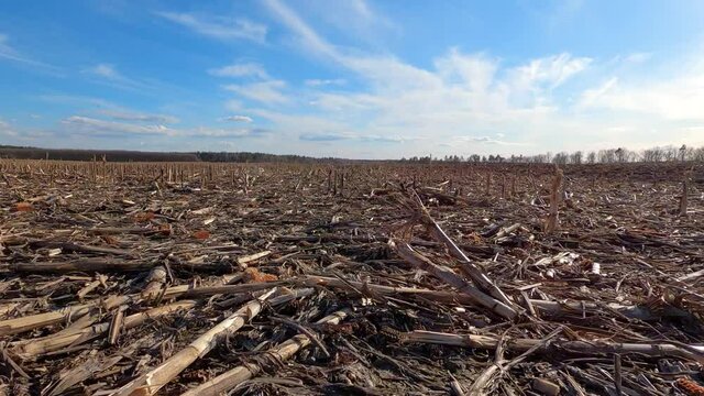 Field with empty corn cobs, stalks and leaves left after harvest with blue cloudy sky on background