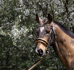 Obraz premium portrait of a horse against the background of a blooming garden