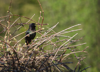 starling in the nest