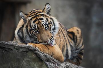 Fototapeta premium Sumatran tiger
