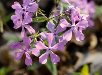 A bunch of small purple wildflower in the field.