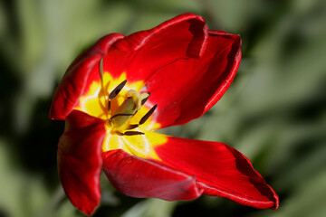 Red tulips on nature background