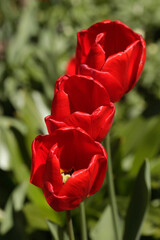 Red tulips on nature background
