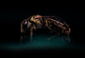 small golden Bee with black background close up macro