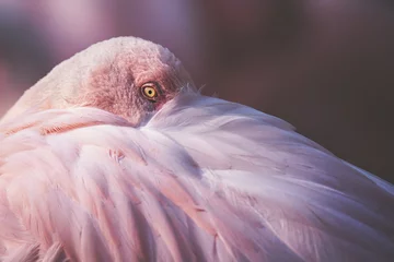 Gordijnen close up of flamingo © Sangur