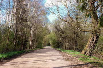 Fototapeta premium Road in the fields and blue sky