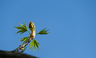 Close-up of young green leaves with flowers of Liquidambar styraciflua or Amber tree against...
