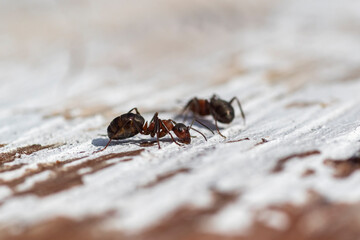 Two wood ants feeding on sugars contained in maple juice