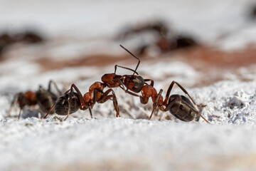 Communication between ants. Two ants exchanging information