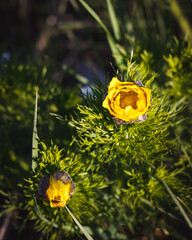 Pheasant's eye (Adonis vernalis). Yellow spring 
steppe flowers