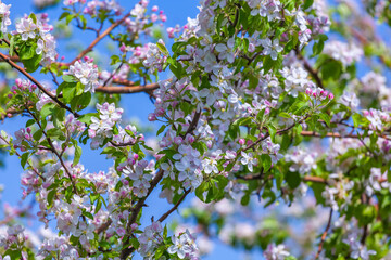 Beautiful flowering apple tree. background with blooming flowers in spring day