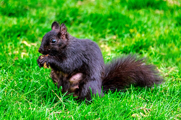 Female squirrel eating at the beginning of the springtime