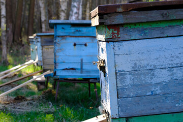 Bees fly into the hive in spring, side view