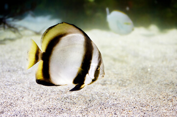 Pinnate spadefish (Platax pinnatus) known as red-faced batfish or large-finned batfish of the...