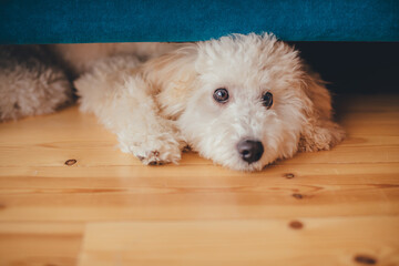 A white poodle puppy looks out from under the sofa. Surprised look.