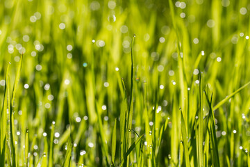 Fototapeta na wymiar Morning dew on green grass . Sunny morning. Nature concept for design. Bright natural bokeh. Small depth of field. Abstract nature background . Concept for design or For add text . Close Up.