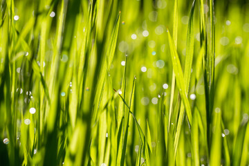 Morning dew on green grass . Sunny morning. Nature concept for design.  Bright natural bokeh. Small depth of field. Abstract nature background . Concept for design or For add text . Background. 