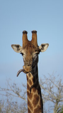 Giraffe Tongue 