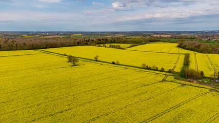 An aerial view of yellow Rapeseed (Brassica napus) fields in rural Suffolk, UK