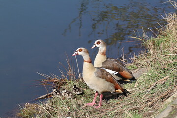 Egyptian geese couple with three goslings on the riverside. River Lahn in Germany. Selected focus.