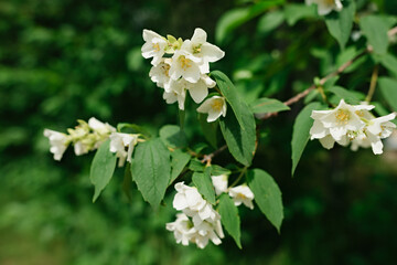 Blooming jasmine branch with flowers. Beautiful white flowers. Natural background