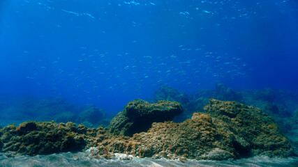 Fototapeta na wymiar Underwater landscape and schools of fish