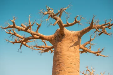 Deurstickers Artificial baobab tree on a blue sky background © EdNurg