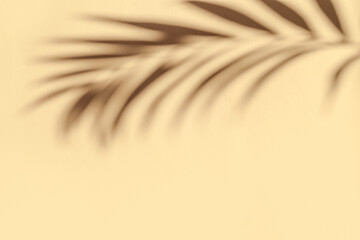 Fototapeta premium Palm Leaf Shadow