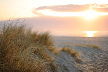 Dunes with dune grass at beach with blurry background