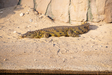 crocodile or alligator lies and rests on the sand near the pond