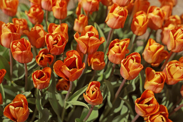 tulips
