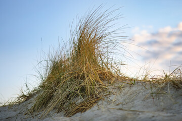 Fototapeta na wymiar Beautiful dune grass in morning light