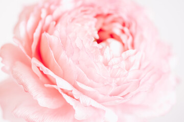 Floral background in pastel colors. A delicate pink ranunculus flower in soft focus.