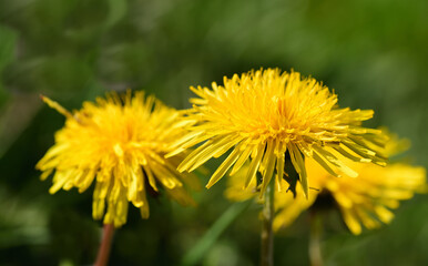 Close up of blooming yellow dandelions in spring on a green meadow