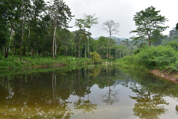 lake in the rain forest