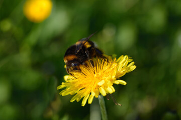 Close up of a springtime yellow blossom of the dandelion with a bumblebee sitting on it looking for pollen
