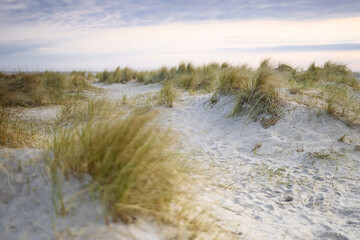 Obraz na płótnie Canvas dunes at beach in the morning