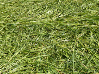 close up of grass. Fresh cut green grass. Mowing has just taken place
