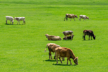 Grazing cows on a mountain green pasture
