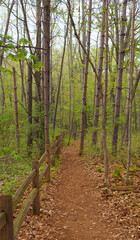 Forest path with wooded fence