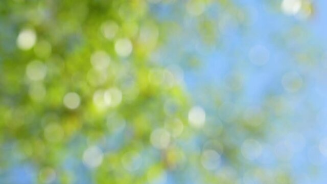 Beautiful green and blue sunshine bokeh background. Blurry fresh spring or sumer foliage of birch trees isolated on cozy clear shining with bright sun light. Natural blurred bokeh 4k video background