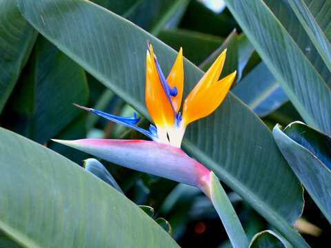 Close up of a Strelitzia Reginae (Bird of Paradise flower).