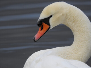 Obraz premium mute swan cygnus olor