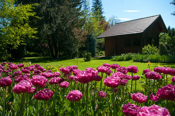 Field of peony-flowered Tulip Pink Size, gorgeous rose-pink petals. Spring blooming in Mozirskiji Gaj park Slovenia. - obrazy, fototapety, plakaty