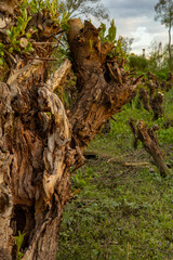 An old willow in the naturepark De Zaag in Krimpen aan den IJssel. The willow tree is used in the past for making of baskets and other holding accessories.